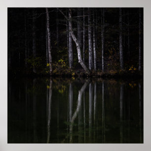 Poster Arbres blancs se reflétant dans le lac