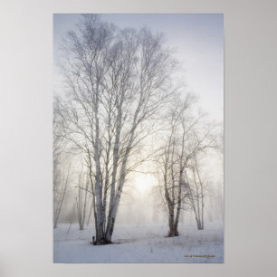 Poster Arbres blancs un jour de Milou