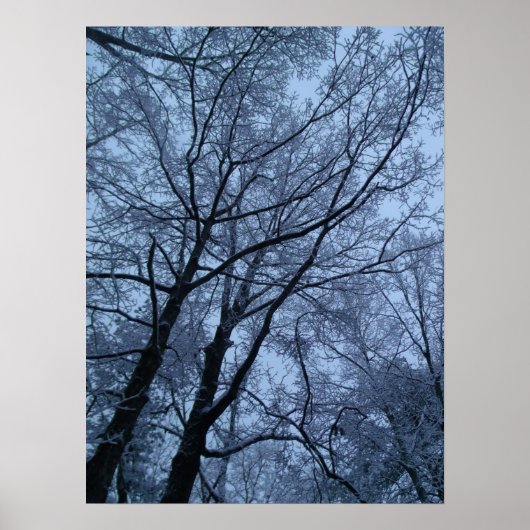 Poster Arbres couverts de neige (Devant)