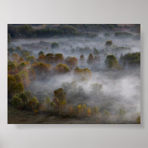 Arbres dans la brume matinale