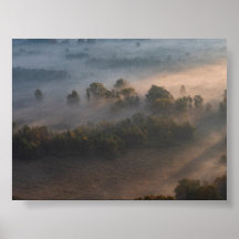 Arbres dans la brume matinale