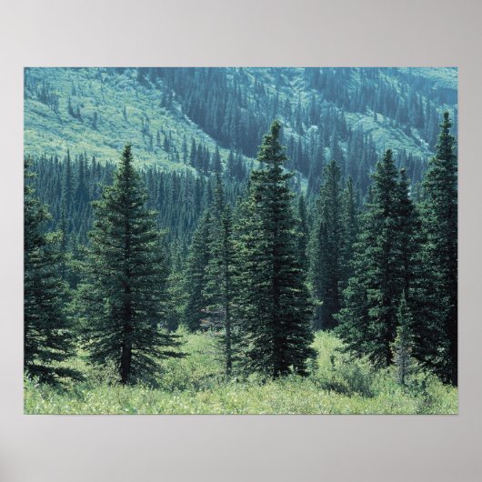 Poster Arbres dans le Parc National des Glaciers, Montana (Devant)