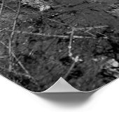 Poster Arbres dans une forêt en noir et blanc. beauté dan (Coin)