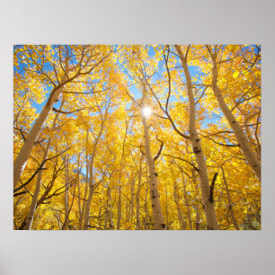 Poster Arbres d'Aspen   Sierra Nevada Mountains, CA