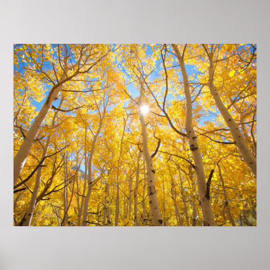 Poster Arbres d'Aspen | Sierra Nevada Mountains, CA (Devant)
