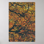 POSTER ARBRES D'AUTOMNE (Devant)