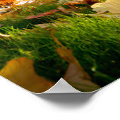 Poster Arbres d'automne (Coin)