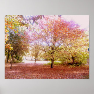 Poster Arbres d'automne