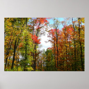 Poster Arbres d'automne et ciel bleu Photographie de la n