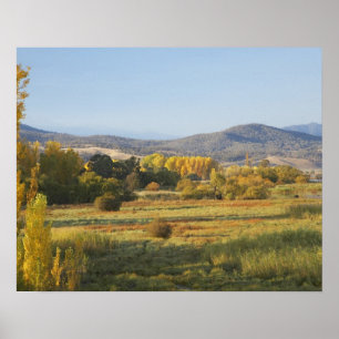 Poster Arbres d'automne, Khancoban, Montagnes enneigées,