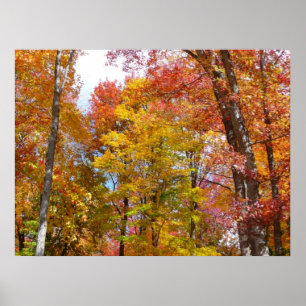 Poster Arbres d'automne orange et jaune Photographie d'au