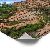 Poster Arbres de conifères poussant dans le Parc national (Coin)