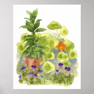 Poster Arbres de la baie de fleurs de Nasturtium Herbes d