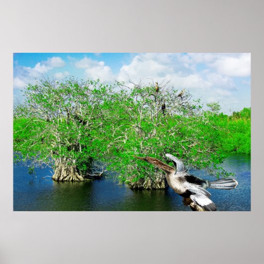 Poster Arbres de mangrove et Anhinga, Floride Everglades (Devant)