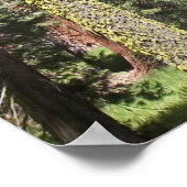 Poster Arbres De Mariposa Grove (Coin)