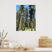 Poster Arbres De Mariposa Grove (Cuisine)