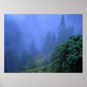 Poster Arbres de mystère