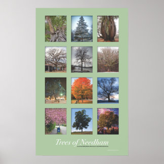Poster Arbres de Needham 20"x32"