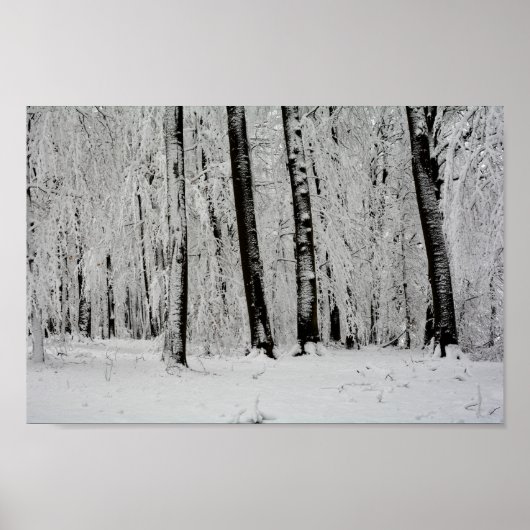 Poster Arbres de neige d'hiver   -     - (Devant)