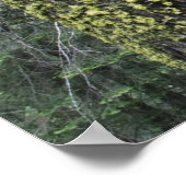 Poster arbres de Séquoia géants dans la forêt, Séquoia et (Coin)