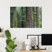 Poster arbres de Séquoia géants dans la forêt, Séquoia et (Bureau à domicile)