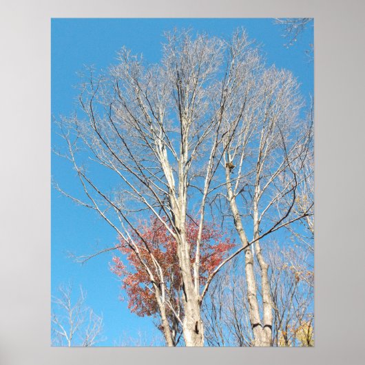 Poster Arbres dénudés (Devant)