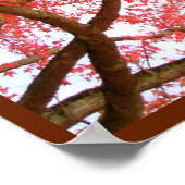 Poster Arbres d'érable d'automne Imprimer l'affiche du pa (Coin)
