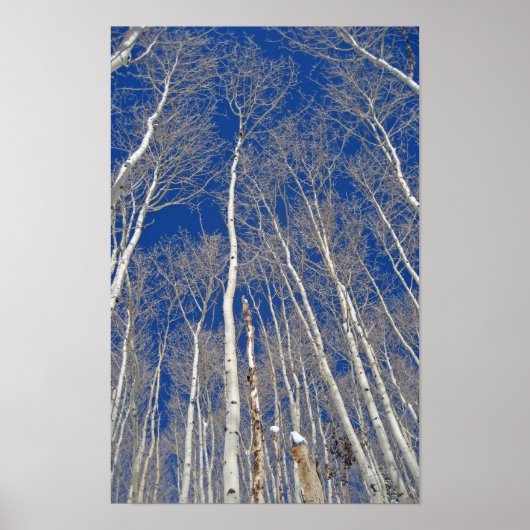 Poster Arbres d'hiver (Devant)
