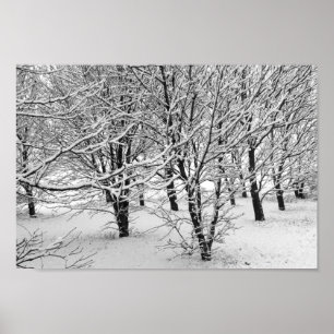 Poster Arbres d'hiver 16x11
