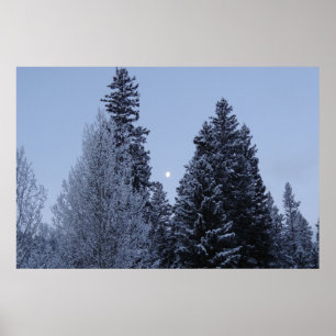 Poster Arbres d'hiver à Dawn Montana Paysage