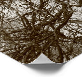 Poster Arbres d'hiver au début du printemps - Sepia (Coin)