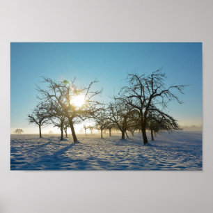Poster Arbres d'hiver au lever du soleil