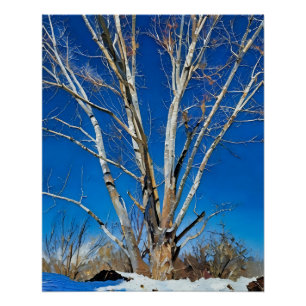 Poster Arbres d'hiver sous ciel bleu clair dans des terre