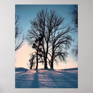 Poster Arbres d'hiver sur l'arrière - plan crépusculaire