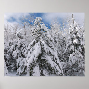 Poster Arbres enneigés