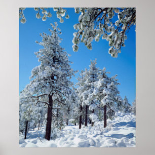 Poster Arbres enneigés dans les montagnes de Laguna