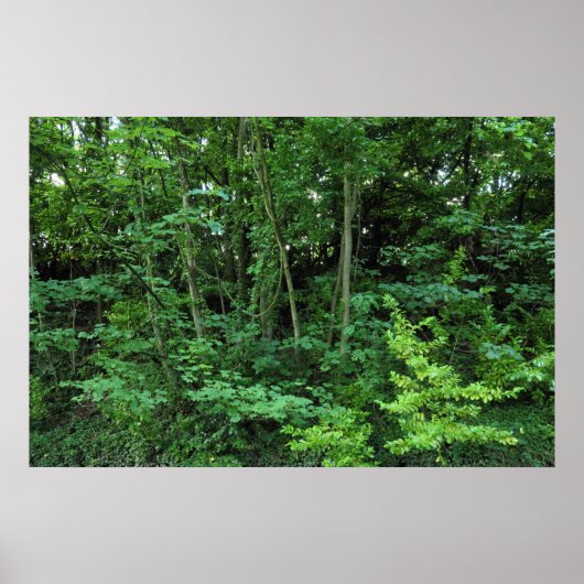 Poster Arbres et arbustes (Devant)