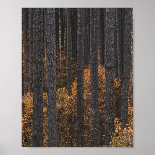 Poster Arbres et feuillage d'automne doré (Devant)