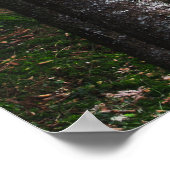 Poster Arbres et mousse verte (Coin)