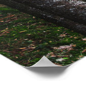 Poster Arbres et mousse verte (Coin)