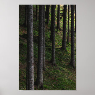 Poster Arbres et mousse verte