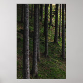 Poster Arbres et mousse verte (Devant)
