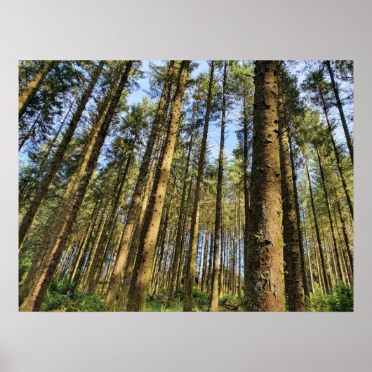 Poster Arbres forestiers (Devant)