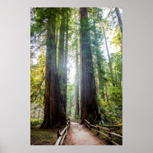 Poster Arbres grands
