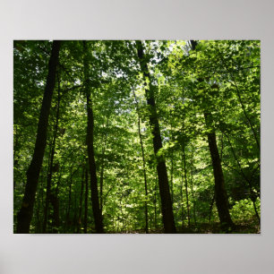 Poster Arbres grands en nature