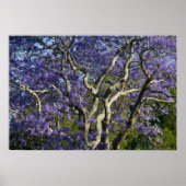 Poster Arbres Jacaranda en fleurs dans le nouveau parc ag (Devant)