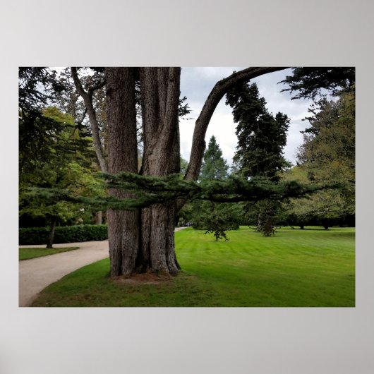 Poster arbres jumeaux (Devant)