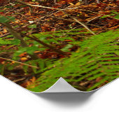 Poster Arbres Kuri | Nouvelle-Zélande (Coin)
