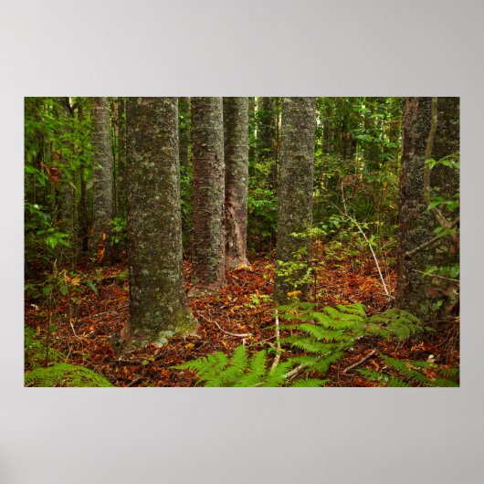 Poster Arbres Kuri | Nouvelle-Zélande (Devant)