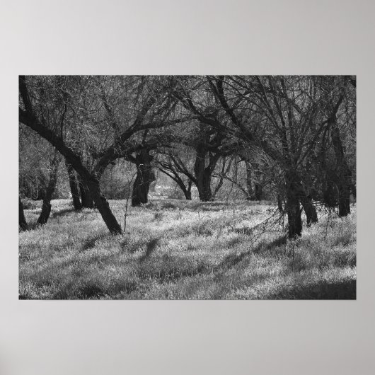 Poster Arbres noirs dans une prairie (b/w) (Devant)
